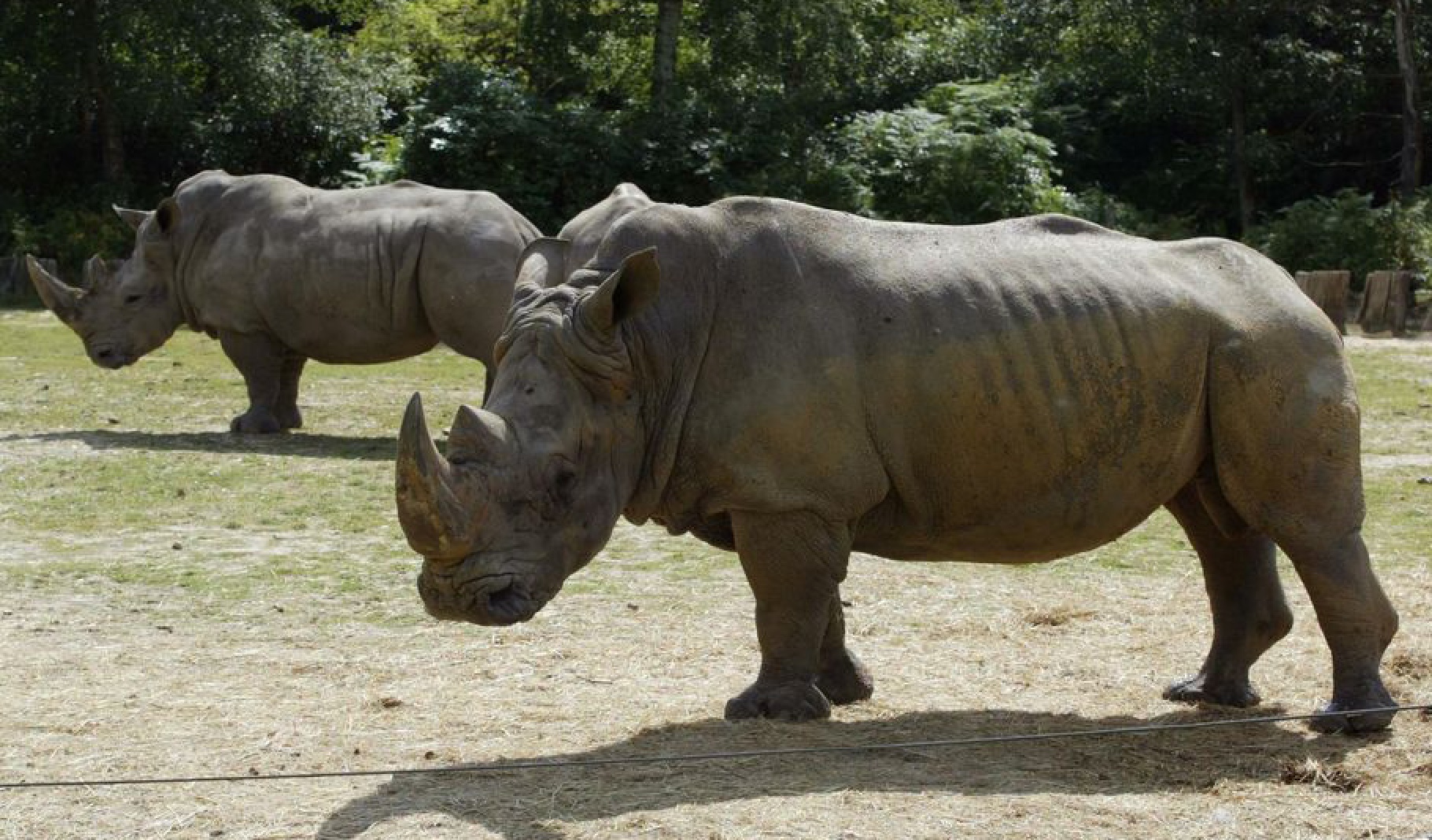 Rhinocéros tué à Thoiry : un acte inédit en Europe et relevant du pénal