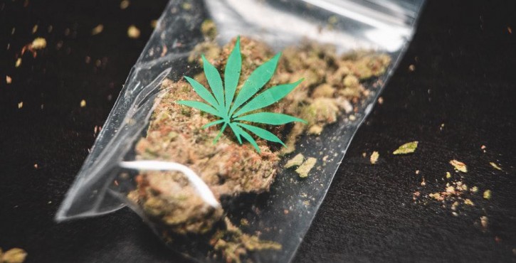Consommation de cannabis : a licence to kill ?