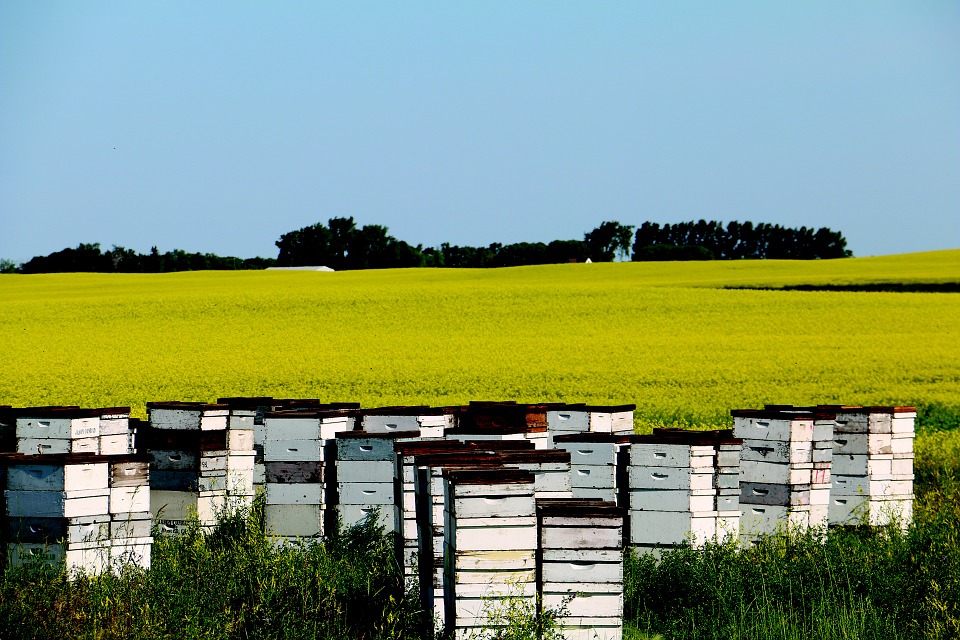 L'article L. 151-11 du code de l’urbanisme à l’épreuve de la plantation d'une jachère mellifère et de l'installation de ruches…