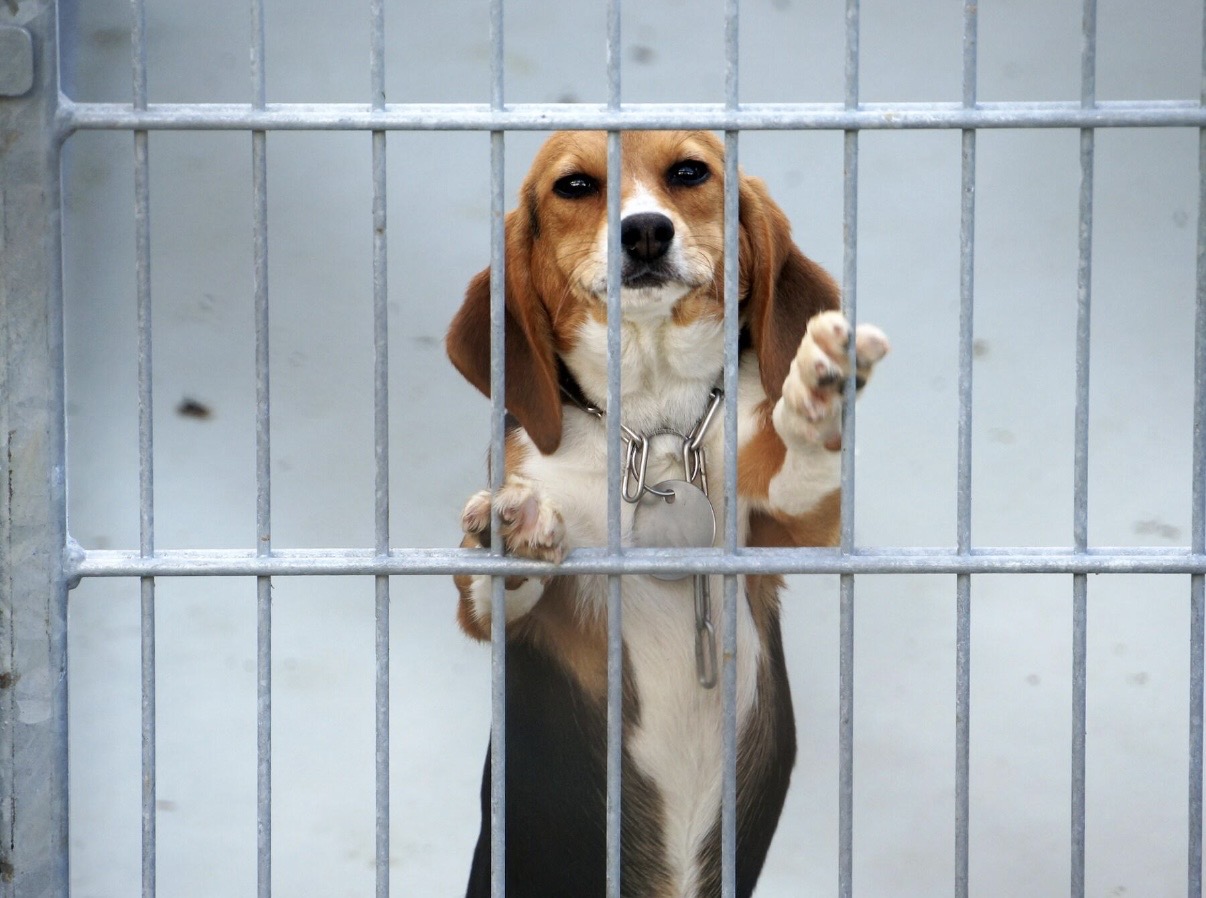 Expérimentation animale : faut-il organiser sa disparition progressive ?