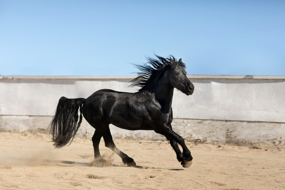 Vente d'un cheval : l'acheteur professionnel est limité dans ses recours 