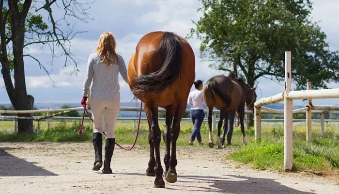 Accident de Cheval : Précision sur la notion de transfert de garde de l'animal - Cass.Civ.2ème 07.05.2026 n°24-19.922.