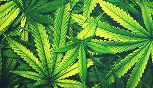 Quelles sanctions pour l'usage de cannabis?