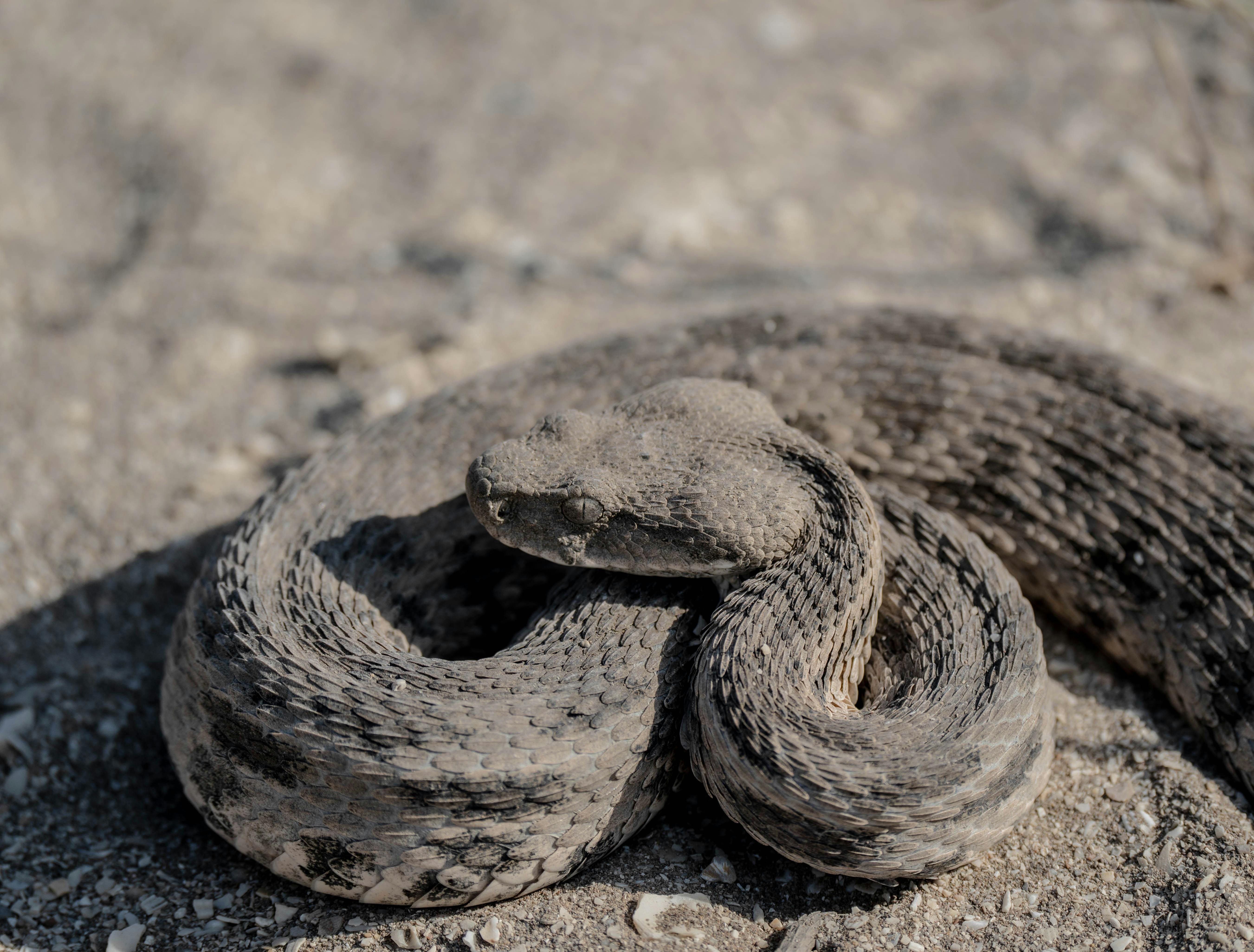 Conseil d'Etat 06 février 1903 - TERRIER