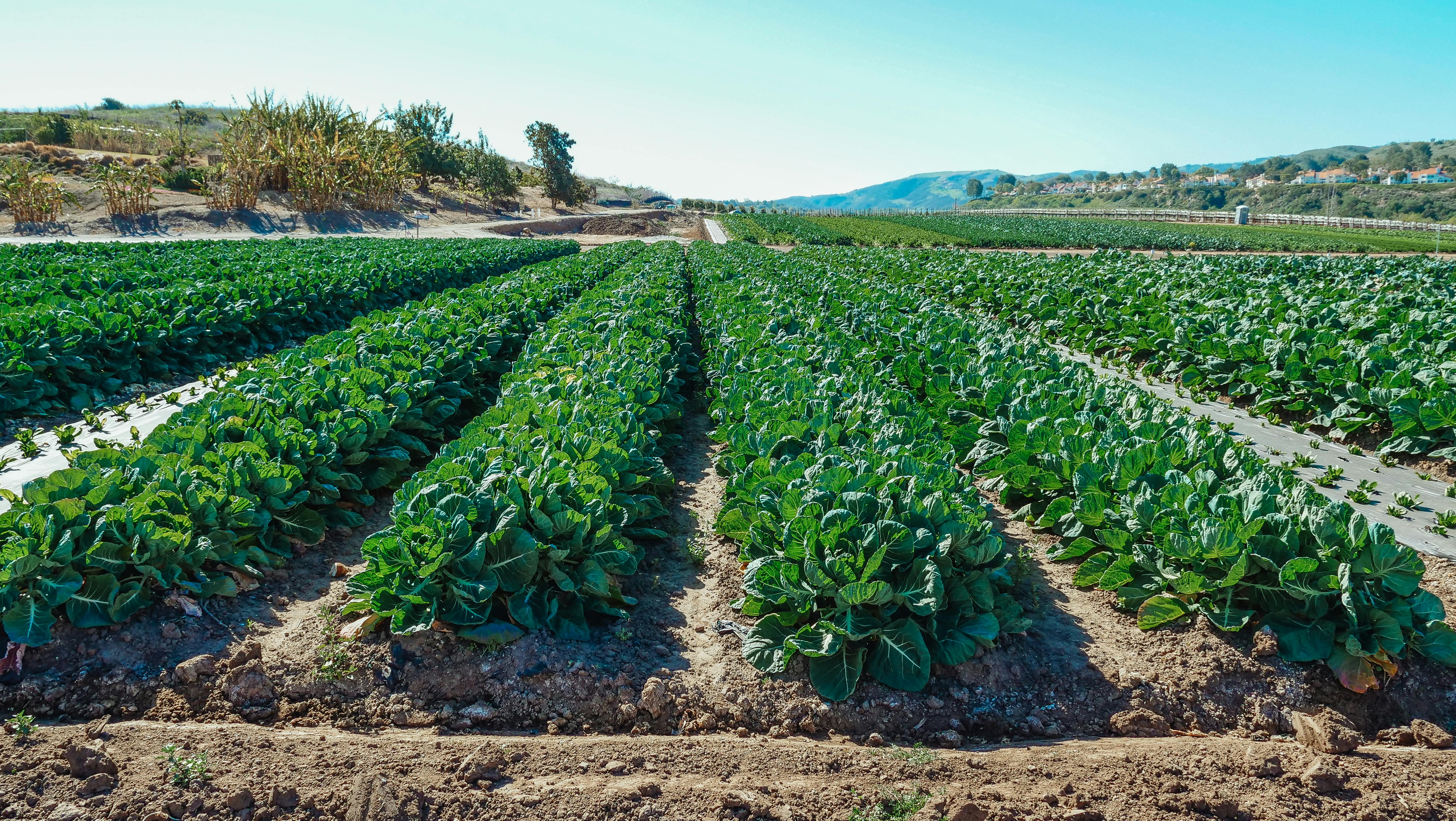L’impuissance des Maires face aux pesticides 