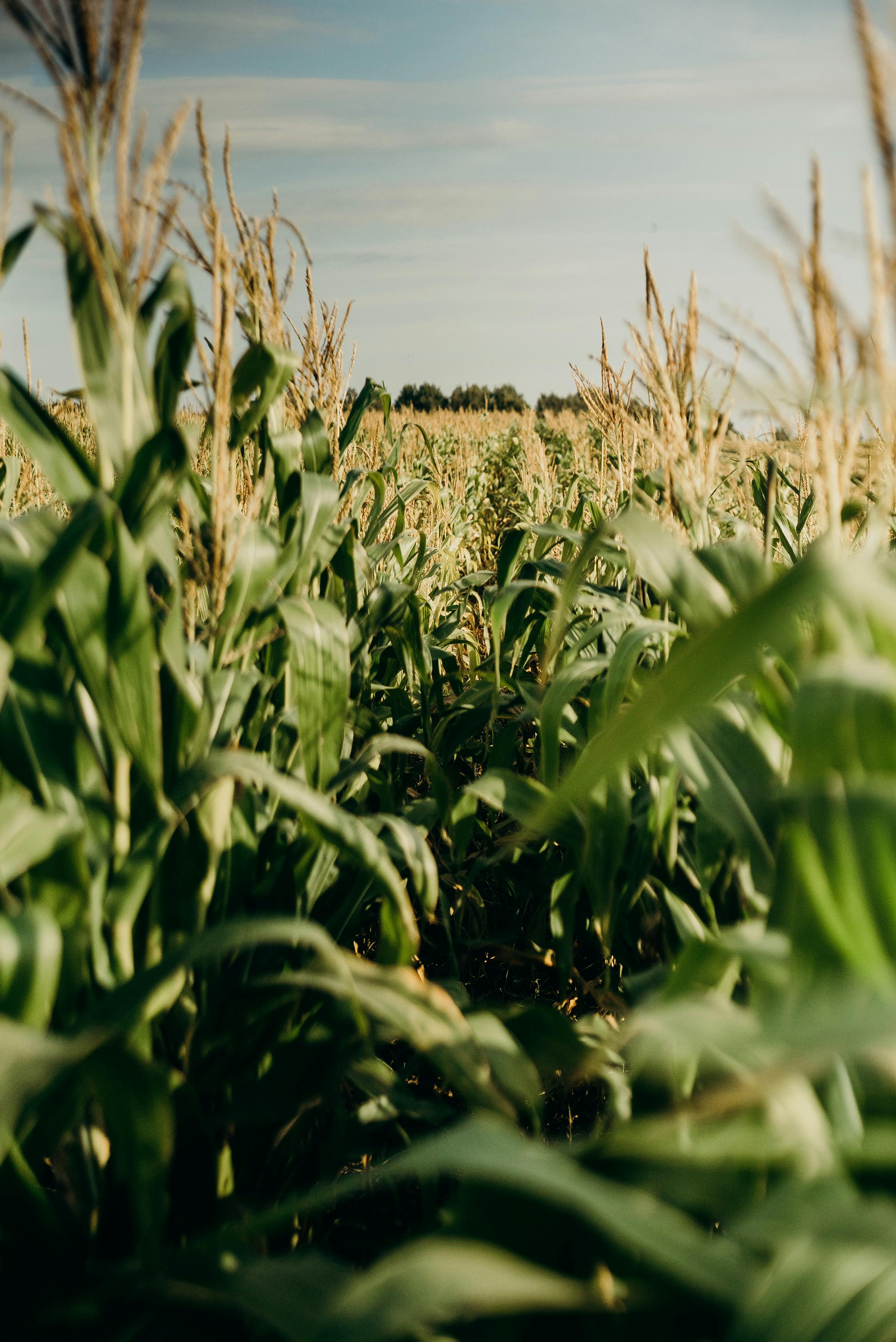 Transmettre son exploitation agricole à son héritier : gare à la requalification en donation 