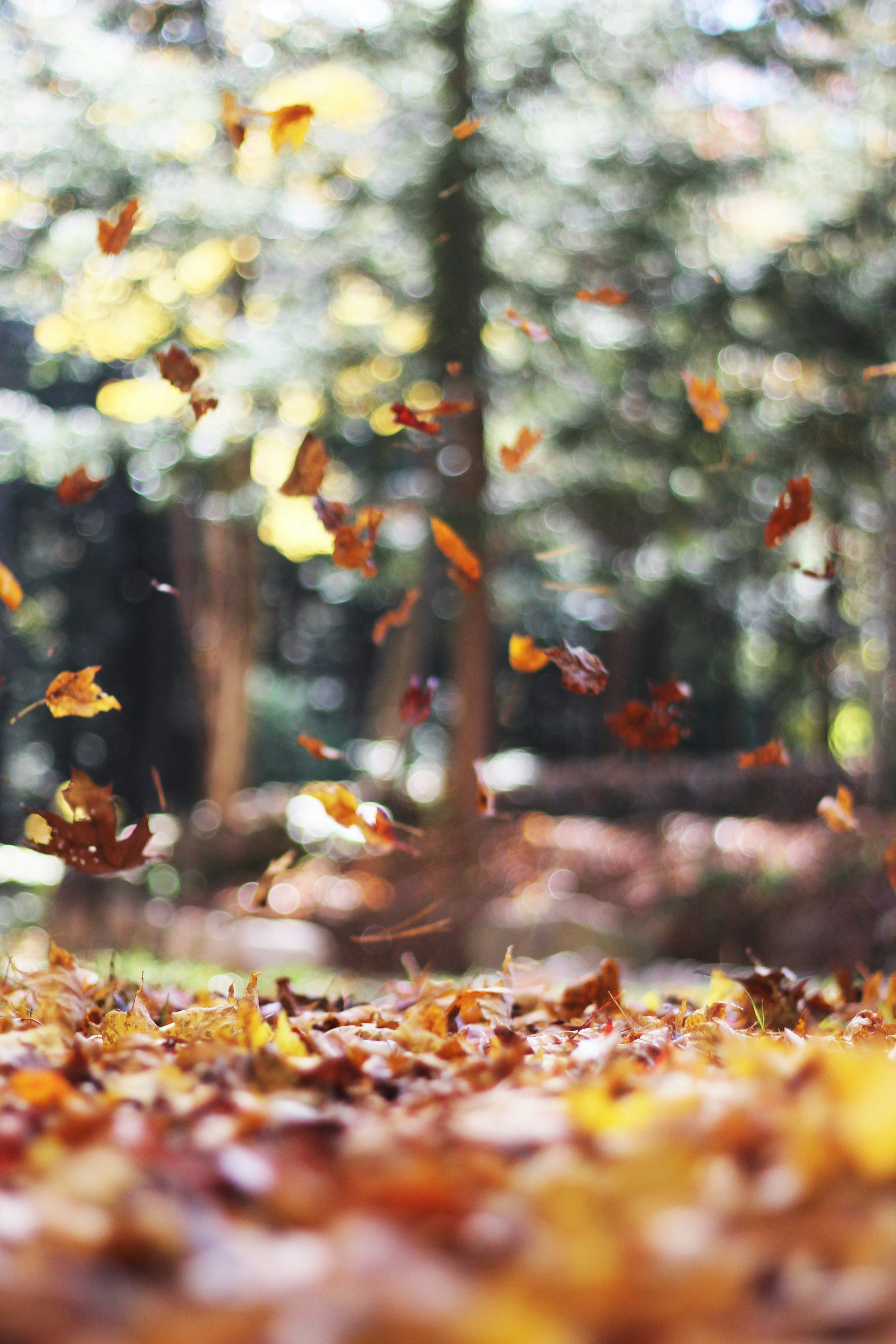 Dimanche 22 septembre : c'est l'automne !