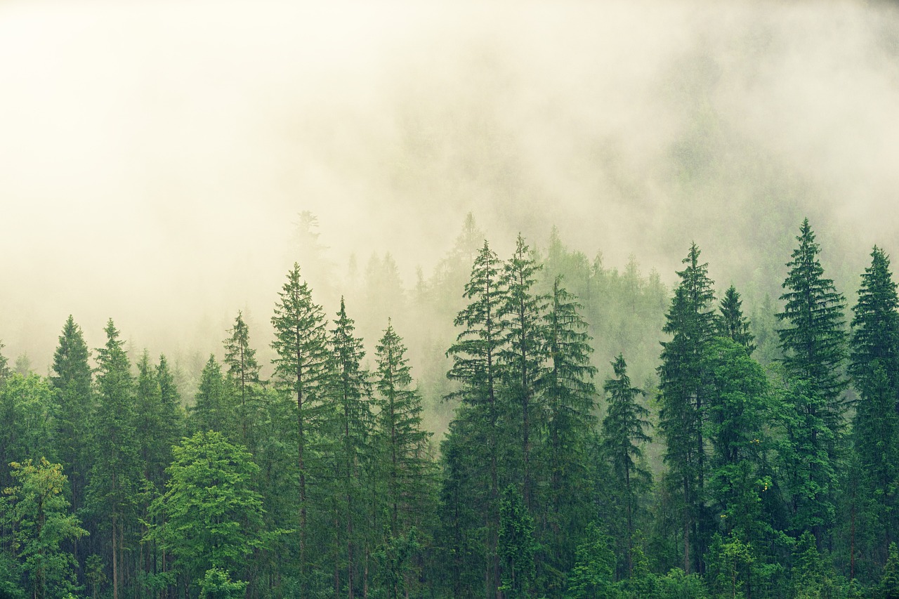 Abattage d'alignement d'arbres - que dit le droit ?