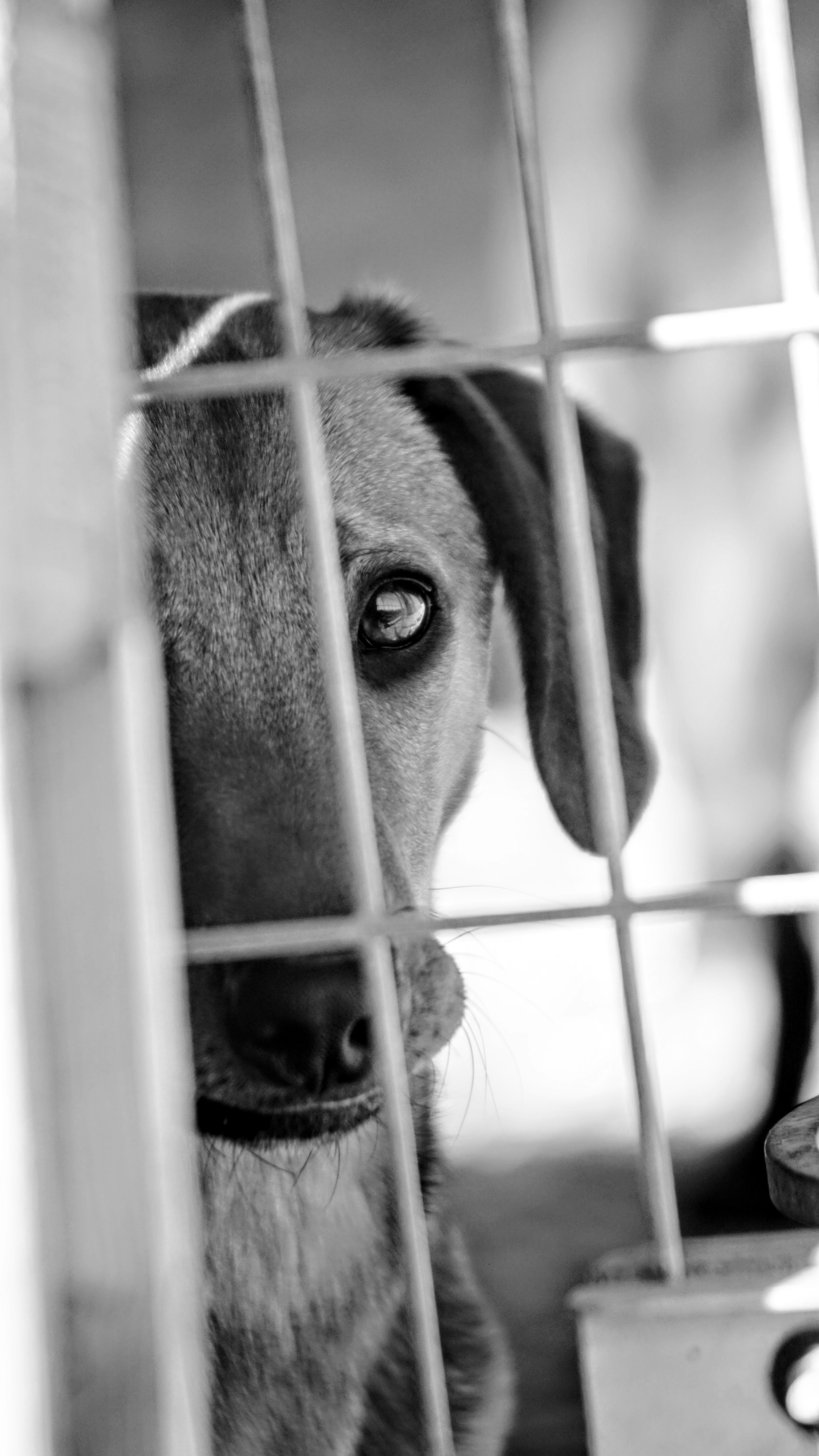 L'indemnisation des souffrances de l'animal victime d'une infraction : le préjudice animalier
