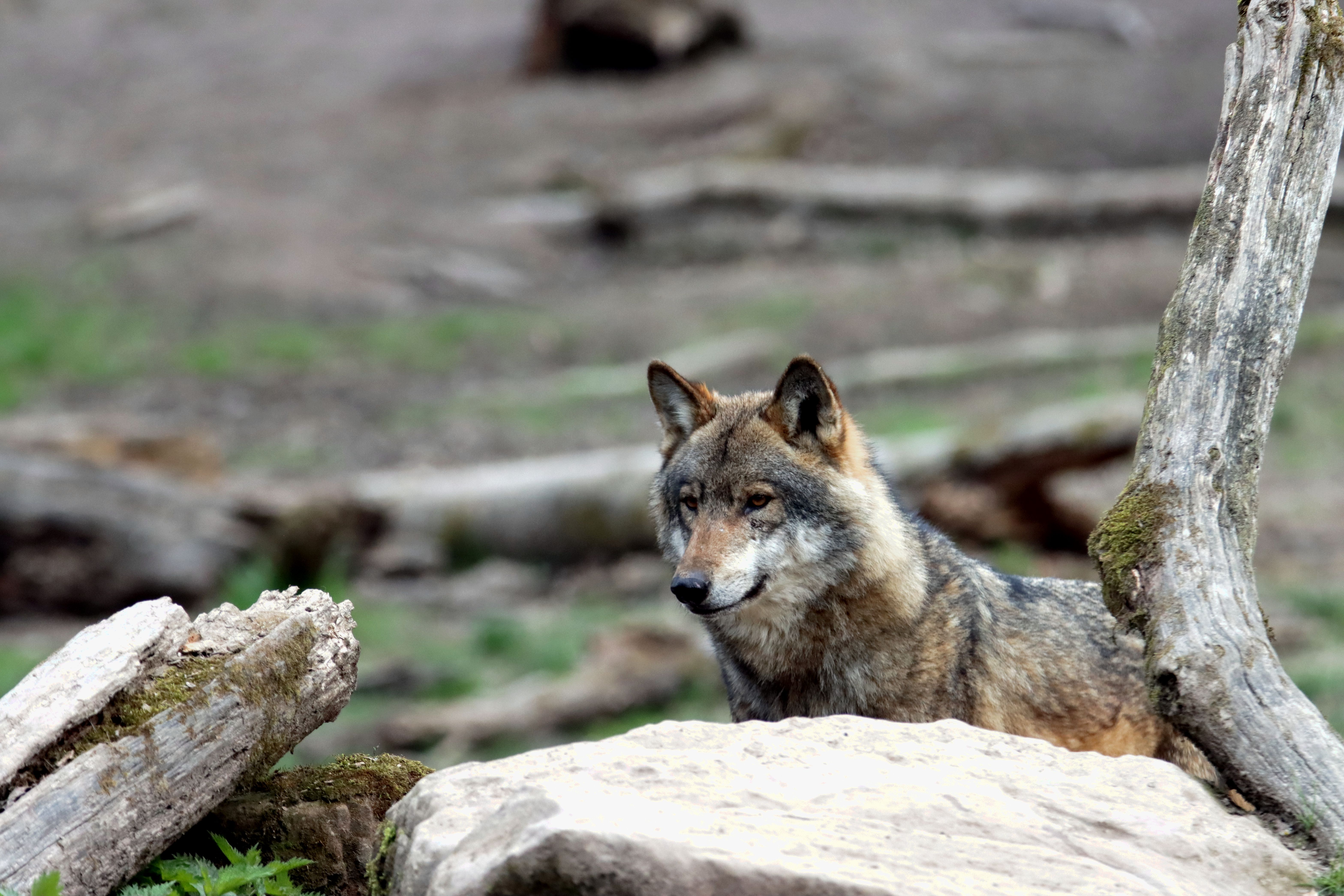 Le Loup et sa régulation