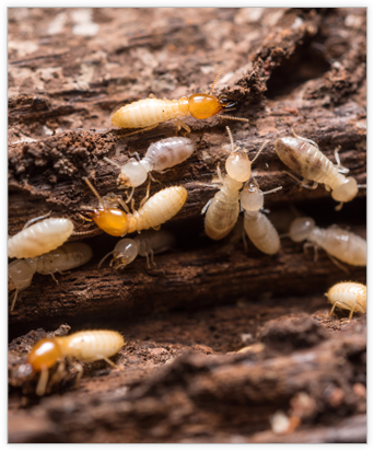 Les termites et la clause de non garantie des vices cachés